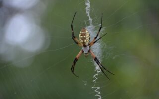 Sennik pająk - co oznacza pająk we śnie?