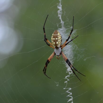 Sennik pająk - co oznacza pająk we śnie?